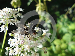 Horse fly on a white flower