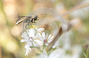 Horse Fly on a Wildflower