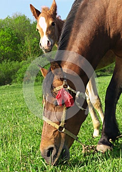 Horse and foal