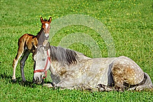 Horse with Foal