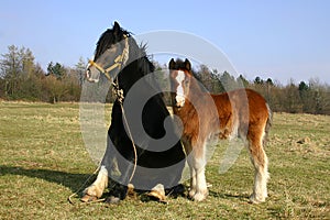 Horse and foal 2