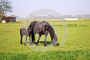 Horse and foal photo