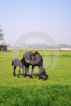 Horse and foal