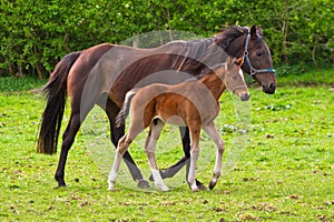 Un cavallo un puledro 