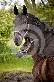 Horse with foal