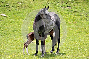 Horse with a foal