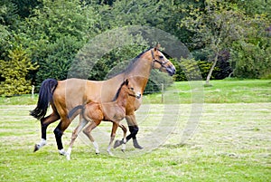 Horse with foal