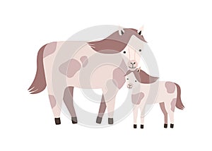 Horse and foal or colt isolated on white background. Family of wild or domestic herbivorous animals. Parent with