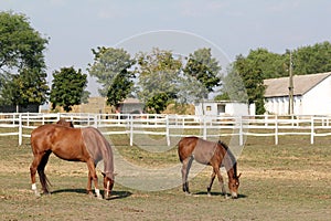 Horse and foal in corral farm photo