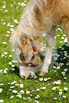 Horse foal eating grass