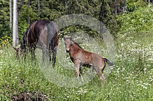 Horse and foal eating grass