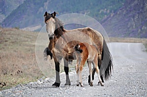 Horse foal feed mountain road