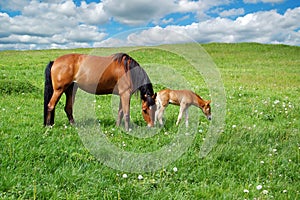 Horse and foal in field photo