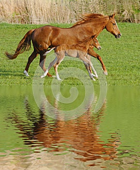 Horse and foal in gallop