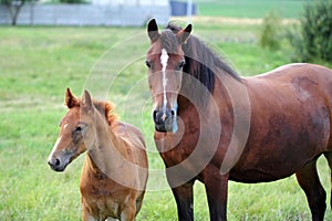 Horse with foal