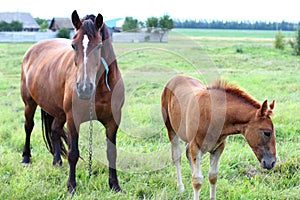 Horse with foal