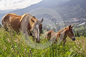 Horse with foal graze in the meadow