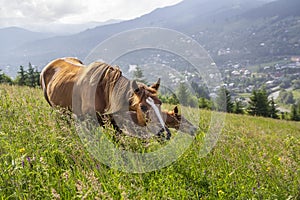 Horse with foal graze in the meadow.