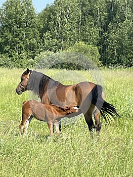 Horse and Foal Grazing in the Meadow: A Tranquil Scene in the Heart of the Forest