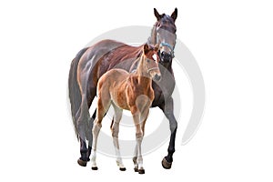 Horse with foal photo