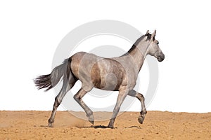 Horse foal jumps on sand on a white background