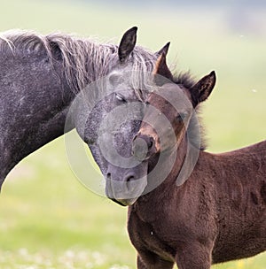 Horse and foal love and care