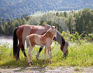 Horse with a foal on a meadow