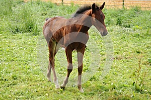 Horse foal in the meadow