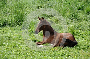 Horse foal in the meadow