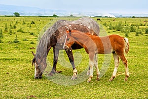 Horse and foal on a meadow
