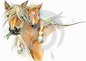 Un cavallo un puledro maternità. saluti illustrazioni 