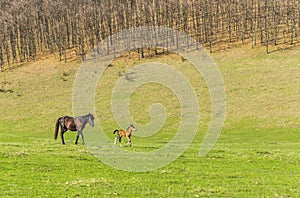 Horse and foal on a pasture