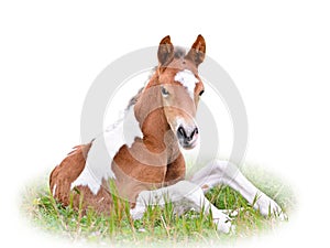 Horse foal resting in grass isolated on white