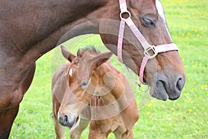 Horse and foal