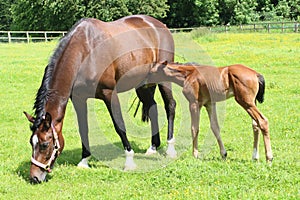 Horse and foal