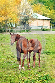 Horse foal sucking from mare