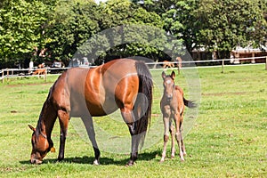 Horse Foals Colt Stud Farm