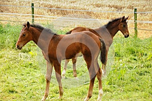 Horse foals in the meadow