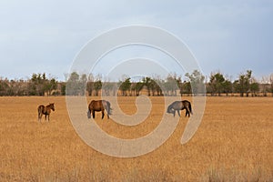 horse and foals in the pasture