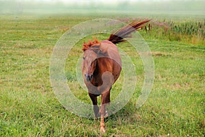 Horse in the Fog