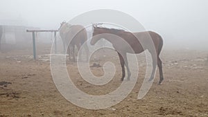 Horse in the fog