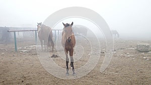 Horse in the fog