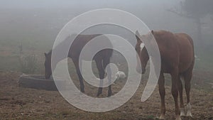 Horse in the fog