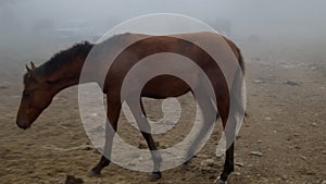 Horse in the fog