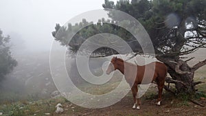 Horse in the fog