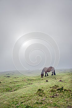 Horse in fog with beautiful light
