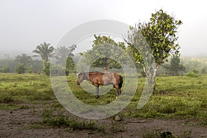 Horse in fog at jungles farm in South America