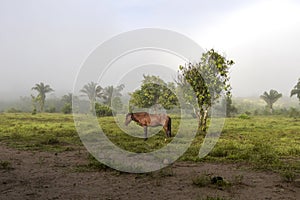 Horse in fog at jungles farm in South America