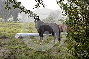 Horse in fog at jungles farm in South America