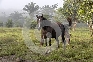 Horse in fog at jungles farm in South America